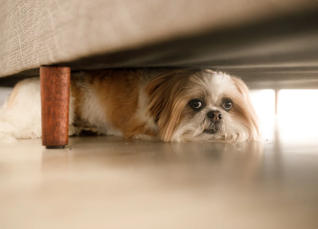 Navigating Dog Digestive Issues
